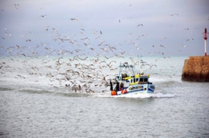Water Seagulls Fishing Boat Birds Sky Ocean Sea