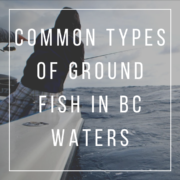 Common types of ground fish in BC waters