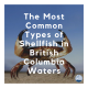 The Most Common Types of Shellfish in British Columbia Waters