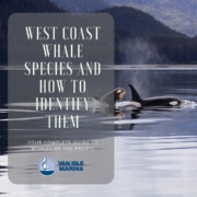West coast whale species and how to identify them