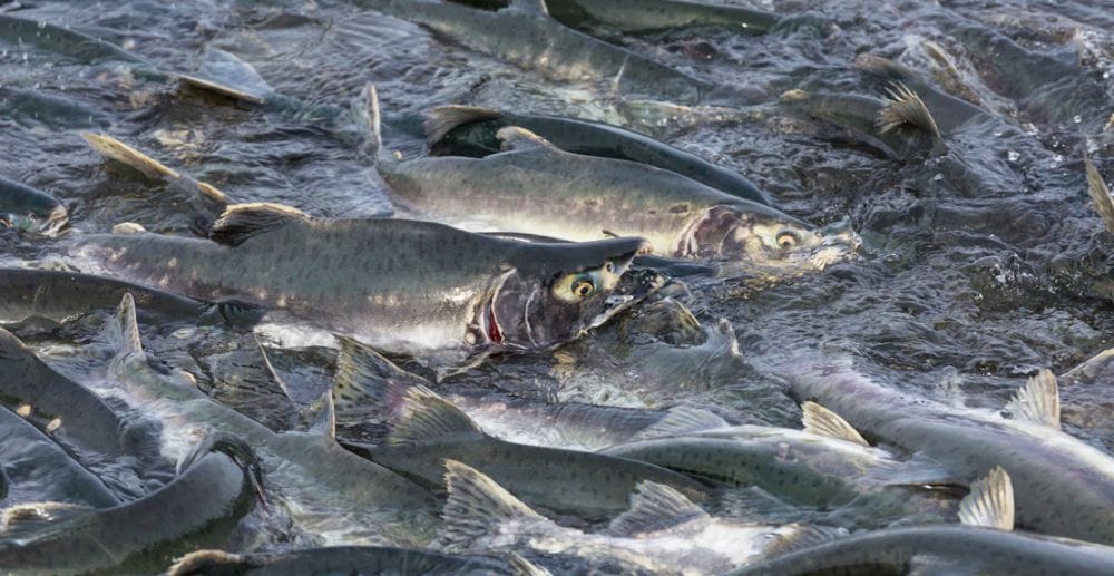 crowd of Chinook salmon