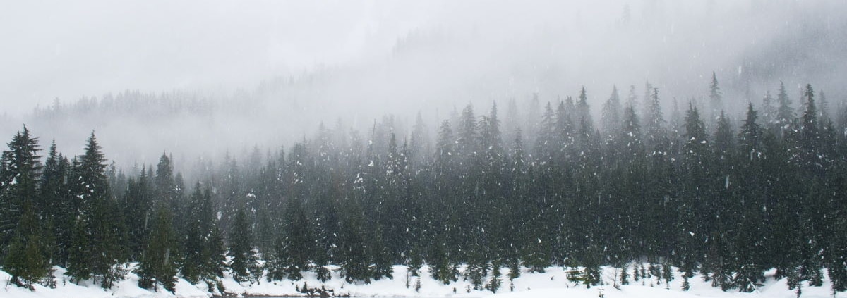 winter conditions in forest