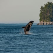 Orca whale breaching near the coast