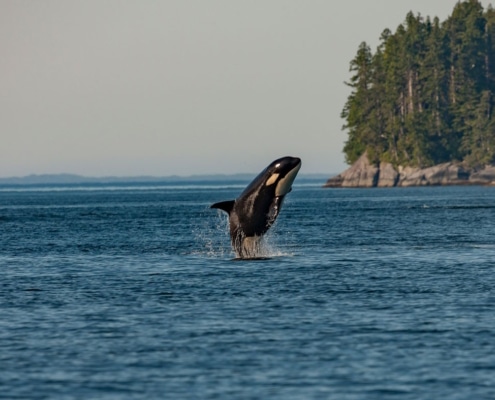 Orca whale breaching near the coast