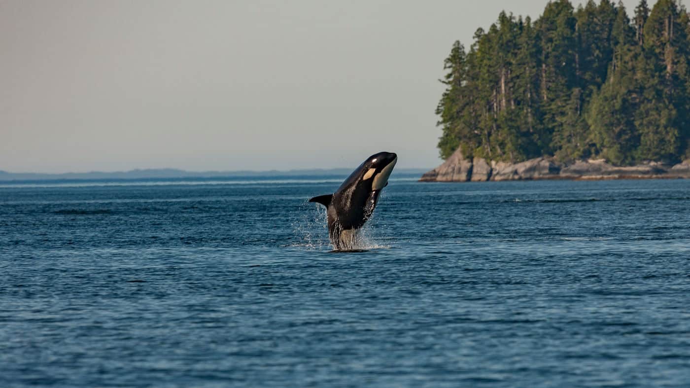 Orca whale breaching near the coast