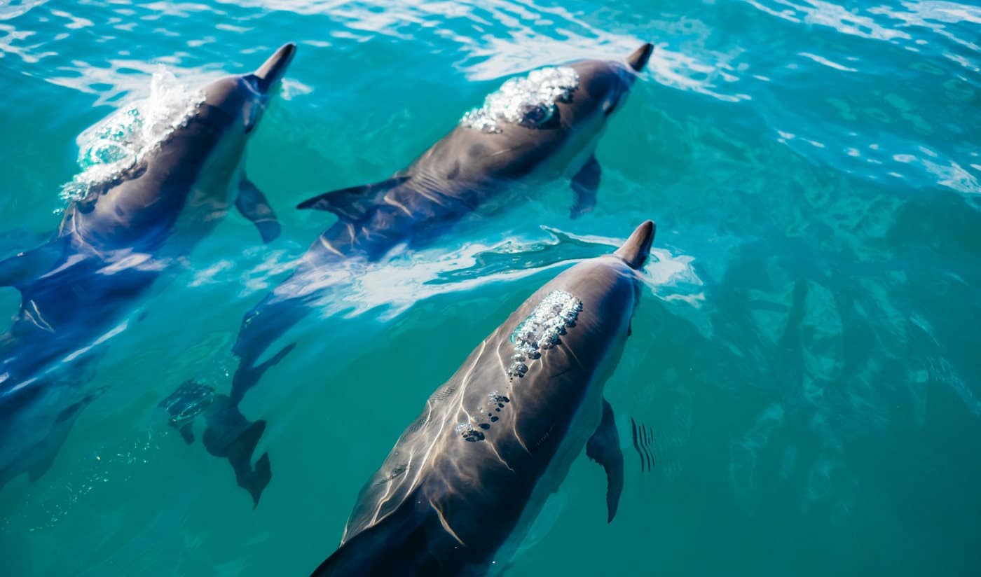 pod of dolphins view from above