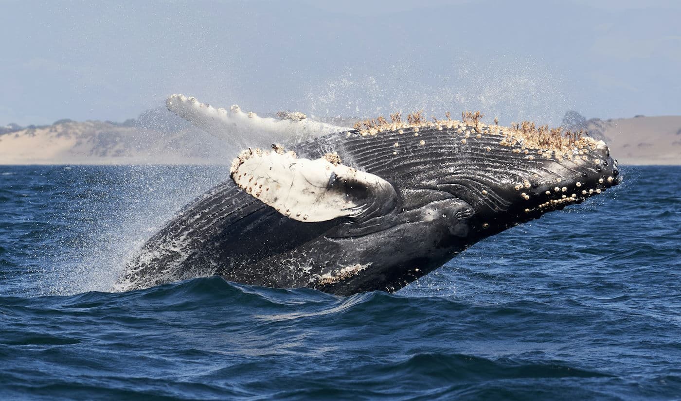 Humpback whale breaching