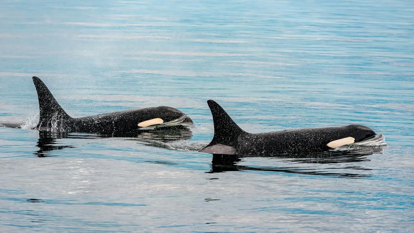 pair of Orca whales swimming