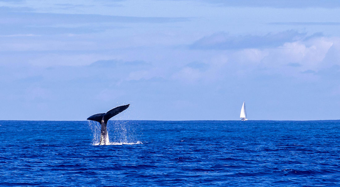 whale in the ocean